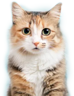 Katt