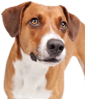 Hund
