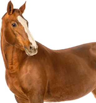 Häst