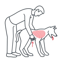 Om ditt djur fått ett främmande föremål i halsen kan du utföra Heimlich manöver