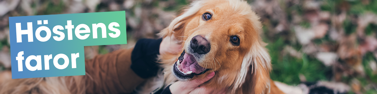 Vet Apotek 1200x300_Höstens faror.png