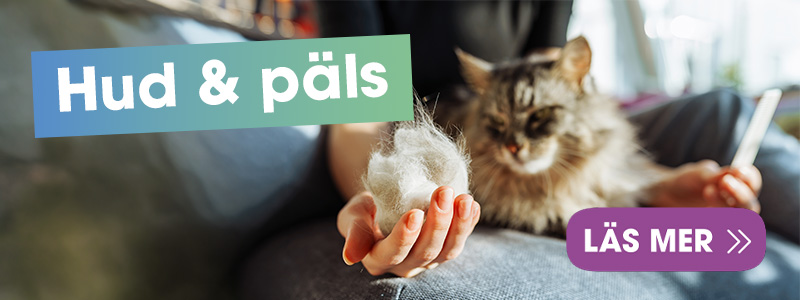hud-och-palsvard-for-hundar-och-katter