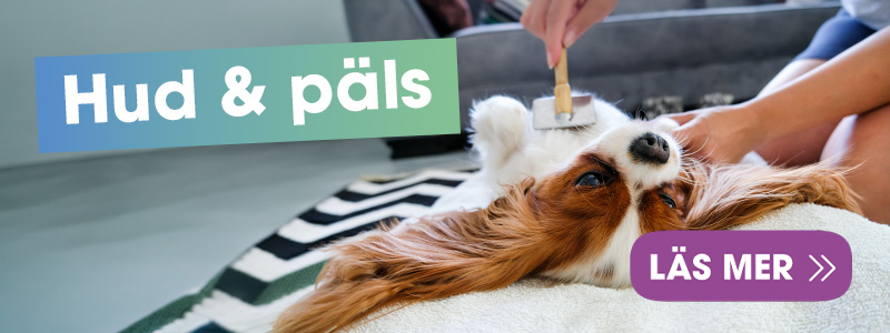 hud-och-palsvard-for-hundar-och-katter