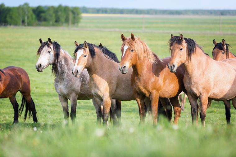 Det är viktigt att förebygga, kontrollera och vid behov behandla parasitinfektioner hos häst.